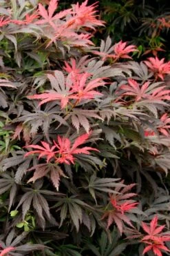 Orion Dwarf Red Japanese Maple - 2 Gallon Pot