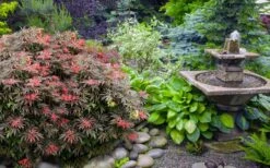 Orion Dwarf Red Japanese Maple - 2 Gallon Pot 11 Orion Dwarf Red Japanese Maple - 2 Gallon Pot -Garden Plants acer palmatum orion japanese maple 6
