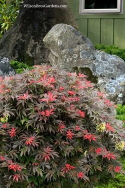 Orion Dwarf Red Japanese Maple - 2 Gallon Pot 9 Orion Dwarf Red Japanese Maple - 2 Gallon Pot -Garden Plants acer palmatum orion japanese maple 7