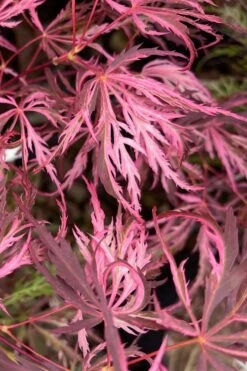 Pink Ballerina Japanese Maple - 5 Gallon Pot -Garden Plants acer palmatum pink ballerina 3 1