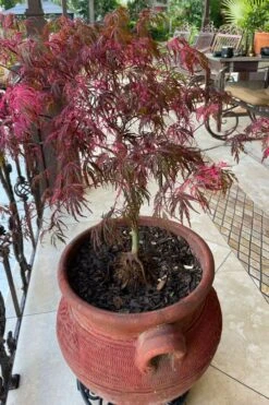Pink Ballerina Japanese Maple - 5 Gallon Pot -Garden Plants acer palmatum pink ballerina japanese maple 4 1