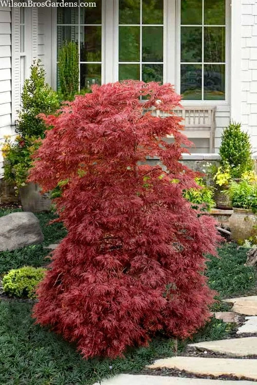 Red Filigree Lace Weeping Japanese Maple - 3 Gallon Pot 9 Red Filigree Lace Weeping Japanese Maple - 3 Gallon Pot - Image 9