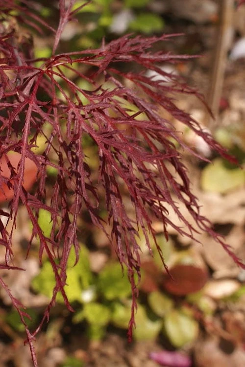 Red Filigree Lace Weeping Japanese Maple - 3 Gallon Pot 6 Red Filigree Lace Weeping Japanese Maple - 3 Gallon Pot - Image 6