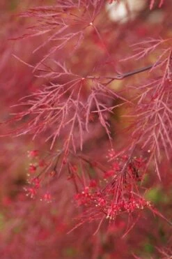 Red Filigree Lace Weeping Japanese Maple - 3 Gallon Pot 13 Red Filigree Lace Weeping Japanese Maple - 3 Gallon Pot -Garden Plants acer palmatum red filigree japanese maple 4