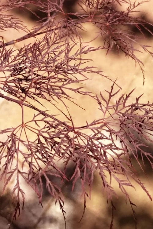 Red Filigree Lace Weeping Japanese Maple - 3 Gallon Pot 7 Red Filigree Lace Weeping Japanese Maple - 3 Gallon Pot - Image 7