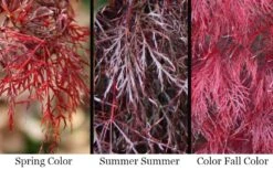 Red Filigree Lace Weeping Japanese Maple - 3 Gallon Pot 12 Red Filigree Lace Weeping Japanese Maple - 3 Gallon Pot -Garden Plants acer palmatum red filigree japanese maple 7
