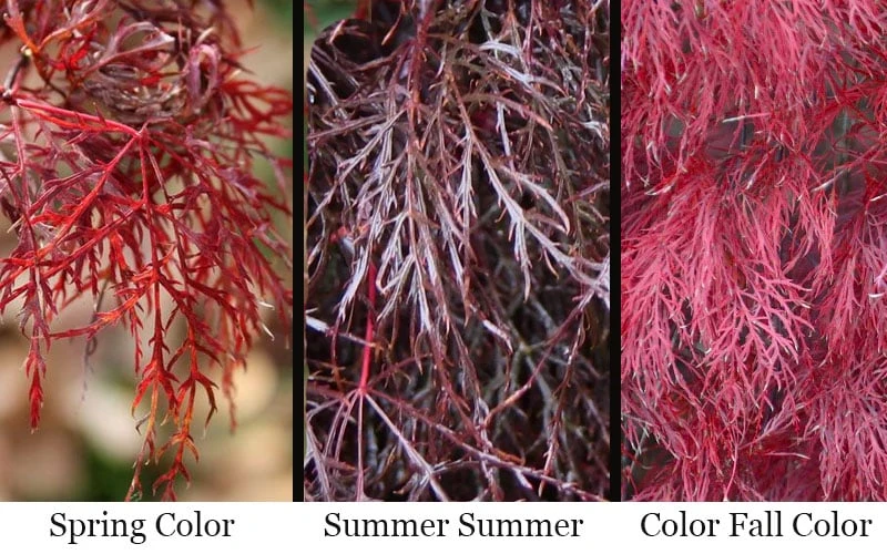 Red Filigree Lace Weeping Japanese Maple - 3 Gallon Pot 4 Red Filigree Lace Weeping Japanese Maple - 3 Gallon Pot - Image 4