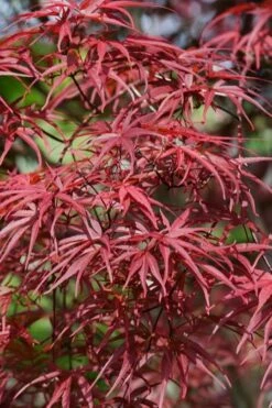 Red Pygmy Japanese Maple - 2 Gallon Pot 11 Red Pygmy Japanese Maple - 2 Gallon Pot -Garden Plants acer palmatum red pygmy japanese maple 10