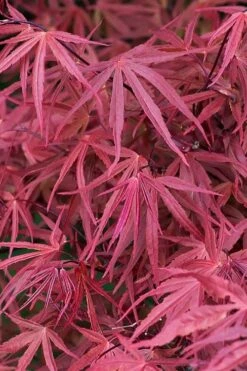 Red Pygmy Japanese Maple - 2 Gallon Pot 10 Red Pygmy Japanese Maple - 2 Gallon Pot -Garden Plants acer palmatum red pygmy japanese maple 2