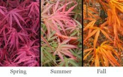 Red Pygmy Japanese Maple - 2 Gallon Pot 9 Red Pygmy Japanese Maple - 2 Gallon Pot -Garden Plants acer palmatum red pygmy japanese maple 3