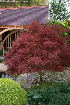 Garden Plants 17 Red Pygmy Japanese Maple - 2 Gallon Pot