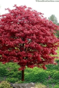 Rhode Island Red Japanese Maple - 3 Gallon Pot -Garden Plants acer palmatum rhode island red japanese maple 4