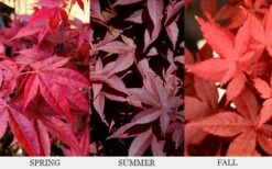 Rhode Island Red Japanese Maple - 3 Gallon Pot -Garden Plants acer palmatum rhode island red japanese maple 6
