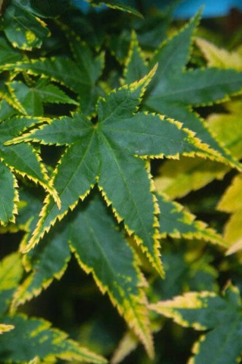 Sagara Nishiki Japanese Maple - 3 Gallon Pot 1 Sagara Nishiki Japanese Maple - 3 Gallon Pot