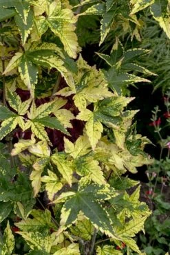 Sagara Nishiki Japanese Maple - 3 Gallon Pot 11 Sagara Nishiki Japanese Maple - 3 Gallon Pot -Garden Plants acer palmatum sagara nishiki japanese maple 7