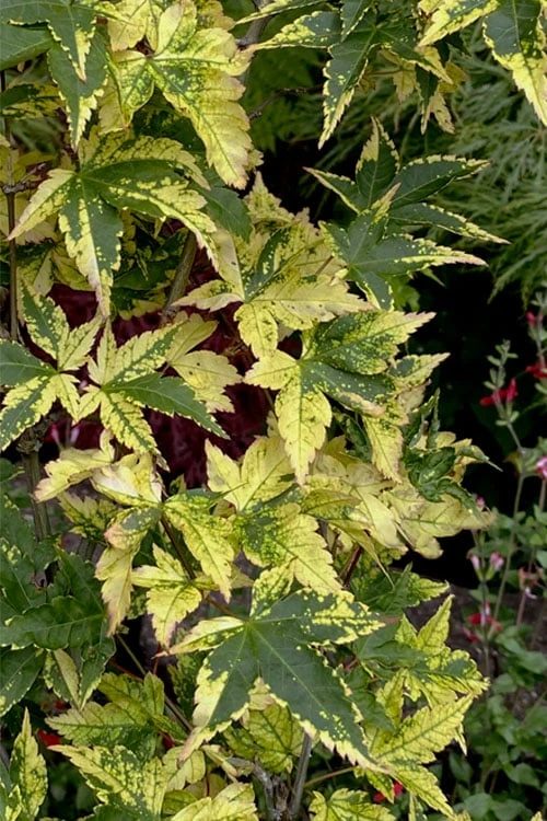 Sagara Nishiki Japanese Maple - 3 Gallon Pot 6 Sagara Nishiki Japanese Maple - 3 Gallon Pot - Image 6