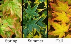 Sagara Nishiki Japanese Maple - 3 Gallon Pot 9 Sagara Nishiki Japanese Maple - 3 Gallon Pot -Garden Plants acer palmatum sagara nishiki japanese maple 8