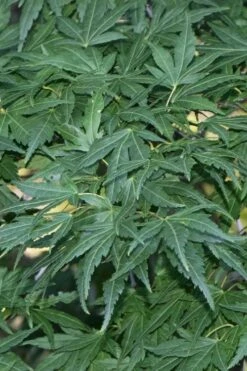 Seiun Kaku Japanese Maple - 3 Gallon Pot -Garden Plants acer palmatum seiun kaku japanese maple 11