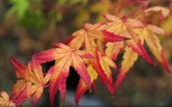Seiun Kaku Japanese Maple - 3 Gallon Pot -Garden Plants acer palmatum seiun kaku japanese maple 13