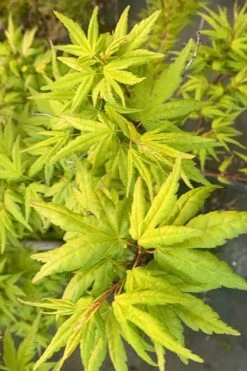 Seiun Kaku Japanese Maple - 3 Gallon Pot