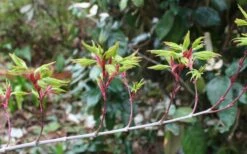 Seiun Kaku Japanese Maple - 3 Gallon Pot -Garden Plants acer palmatum seiun kaku japanese maple 3