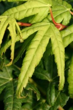 Seiun Kaku Japanese Maple - 3 Gallon Pot -Garden Plants acer palmatum seiun kaku japanese maple 6