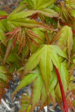 Sekka Yatsubusa Japanese Maple - 3 Gallon Pot -Garden Plants acer palmatum sekka yatsubusa japanese maple 1