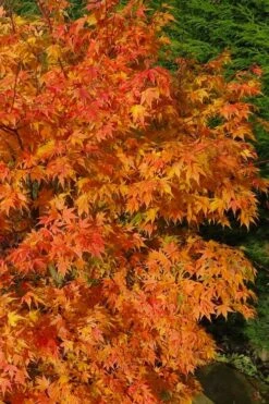 Sekka Yatsubusa Japanese Maple - 3 Gallon Pot -Garden Plants acer palmatum sekka yatsubusa japanese maple 3