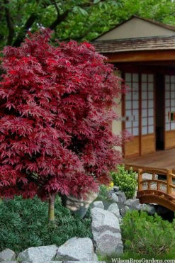 Shaina Dwarf Red Japanese Maple - 7 Gallon Pot (3.5 To 4.5') 9 Shaina Dwarf Red Japanese Maple - 7 Gallon Pot (3.5 To 4.5') -Garden Plants acer palmatum shaina japanese maple 11