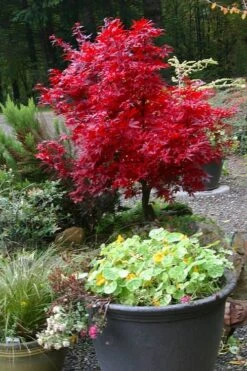 Shaina Dwarf Red Japanese Maple - 7 Gallon Pot (3.5 To 4.5') 11 Shaina Dwarf Red Japanese Maple - 7 Gallon Pot (3.5 To 4.5') -Garden Plants acer palmatum shaina japanese maple 12