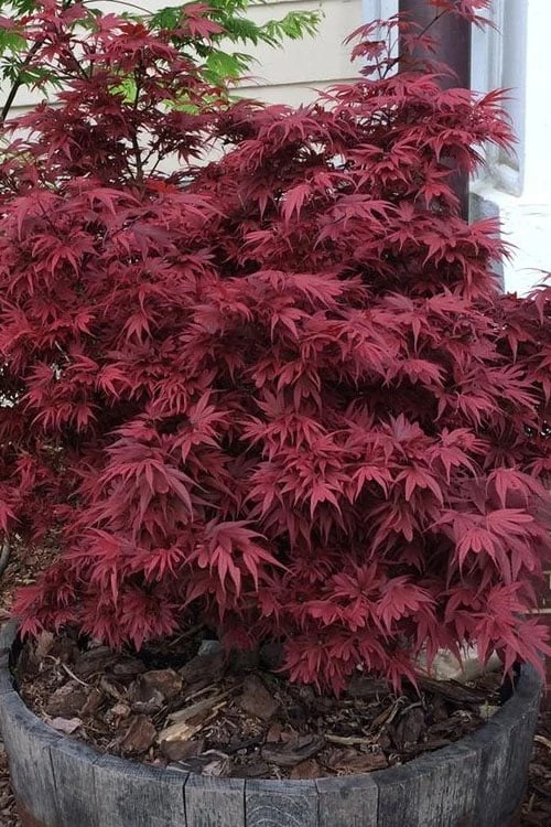 Shaina Dwarf Red Japanese Maple - 7 Gallon Pot (3.5 To 4.5') 1 Shaina Dwarf Red Japanese Maple - 7 Gallon Pot (3.5 To 4.5')