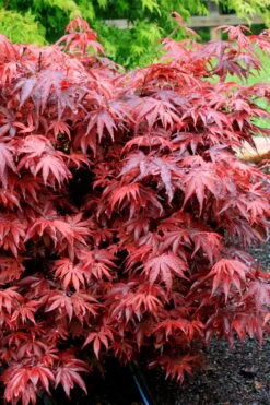 Shaina Dwarf Red Japanese Maple - 3 Gallon Pot 10 Shaina Dwarf Red Japanese Maple - 3 Gallon Pot -Garden Plants acer palmatum shaina japanese maple 7 1