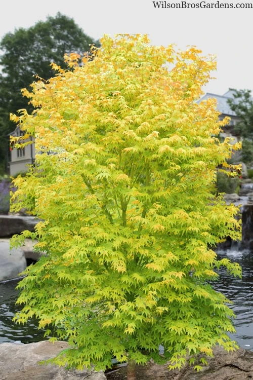 Shidava Gold Japanese Maple - 3 Gallon Pot 1 Shidava Gold Japanese Maple - 3 Gallon Pot