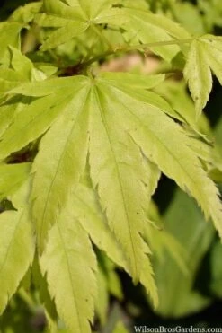 Shidava Gold Japanese Maple - 3 Gallon Pot 8 Shidava Gold Japanese Maple - 3 Gallon Pot -Garden Plants acer palmatum shidava gold japanese maple 3