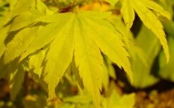 Shidava Gold Japanese Maple - 3 Gallon Pot 9 Shidava Gold Japanese Maple - 3 Gallon Pot -Garden Plants acer palmatum shidava gold japanese maple 4