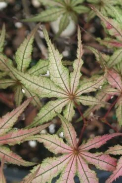 Shigitatsu Sawa Japanese Maple - 2 Gallon Pot 11 Shigitatsu Sawa Japanese Maple - 2 Gallon Pot -Garden Plants acer palmatum shigitatsu sawa japanese maple 5