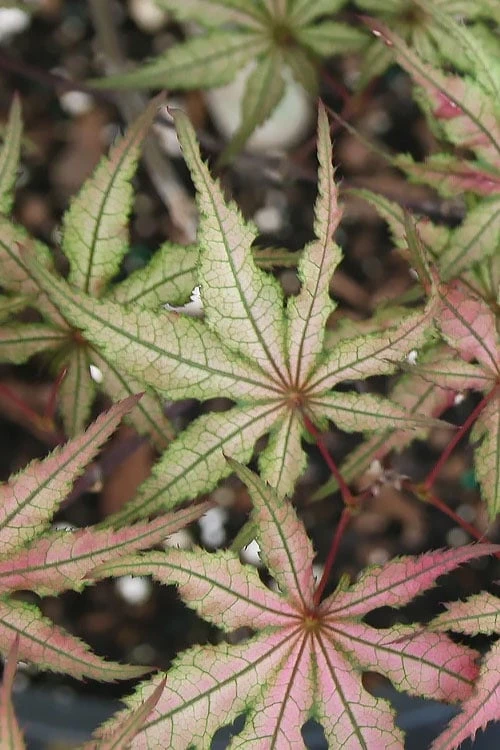 Shigitatsu Sawa Japanese Maple - 2 Gallon Pot 6 Shigitatsu Sawa Japanese Maple - 2 Gallon Pot - Image 6
