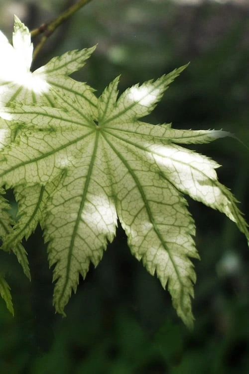 Shigitatsu Sawa Japanese Maple - 2 Gallon Pot 1 Shigitatsu Sawa Japanese Maple - 2 Gallon Pot