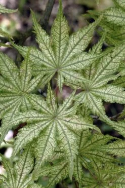 Shigitatsu Sawa Japanese Maple - 2 Gallon Pot 10 Shigitatsu Sawa Japanese Maple - 2 Gallon Pot -Garden Plants acer palmatum shigitatsu sawa japanese maple 8