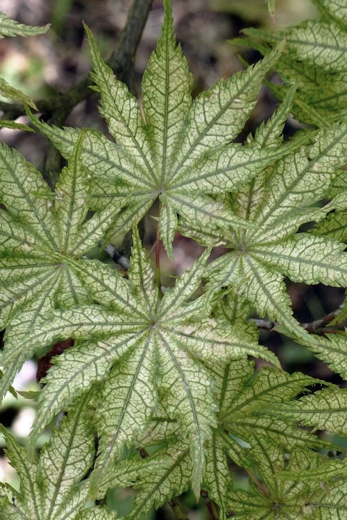 Shigitatsu Sawa Japanese Maple - 2 Gallon Pot 5 Shigitatsu Sawa Japanese Maple - 2 Gallon Pot - Image 5