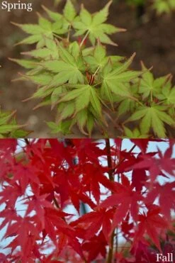 Tsukasa Silhouette Japanese Maple - 3 Gallon Pot (3.5-4.5') -Garden Plants acer palmatum tsukasa silhouette 2