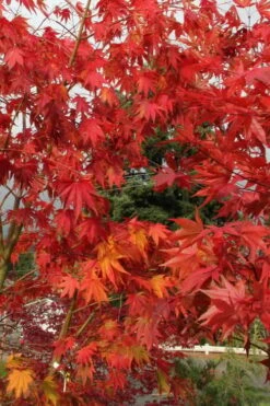 Yezo Nishiki Japanese Maple - 5 Gallon Pot (6-7') -Garden Plants acer palmatum yezo nishiki japanese maple 10