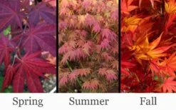 Yezo Nishiki Japanese Maple - 5 Gallon Pot (6-7') -Garden Plants acer palmatum yezo nishiki japanese maple 14
