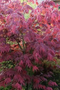 Yezo Nishiki Japanese Maple - 5 Gallon Pot (6-7') -Garden Plants acer palmatum yezo nishiki japanese maple 5