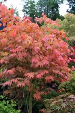Yezo Nishiki Japanese Maple - 5 Gallon Pot (6-7') -Garden Plants acer palmatum yezo nishiki japanese maple 6