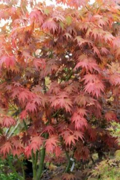 Yezo Nishiki Japanese Maple - 5 Gallon Pot (6-7') -Garden Plants acer palmatum yezo nishiki japanese maple 7