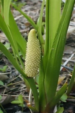 American Sweet Flag (Acorus Americanus) - 6 Pack Of 1 Gallon Pots 9 American Sweet Flag (Acorus Americanus) - 6 Pack Of 1 Gallon Pots -Garden Plants acorus americanus american sweet flag 10 2