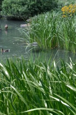 American Sweet Flag (Acorus Americanus) - 8 Pack Of 1 Gallon Pots -Garden Plants acorus americanus american sweet flag 11 1