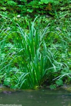 American Sweet Flag (Acorus Americanus) - 1 Gallon Pot