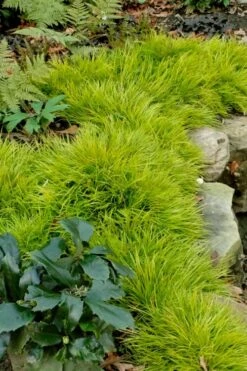 Dwarf Golden Sweet Flag - Acorus Gramineus 'Minimus Aureus' - 5 Pack Of Pint Pots -Garden Plants acorus gramineus minnimus aurea dwarf golden sweet flag 101 1